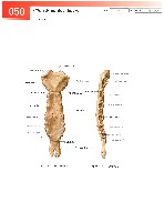 Sobotta  Atlas of Human Anatomy  Trunk, Viscera,Lower Limb Volume2 2006, page 57